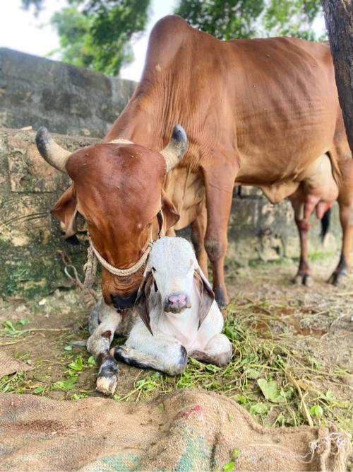 ગીર ગાય નો માવો વેચવાનો છે