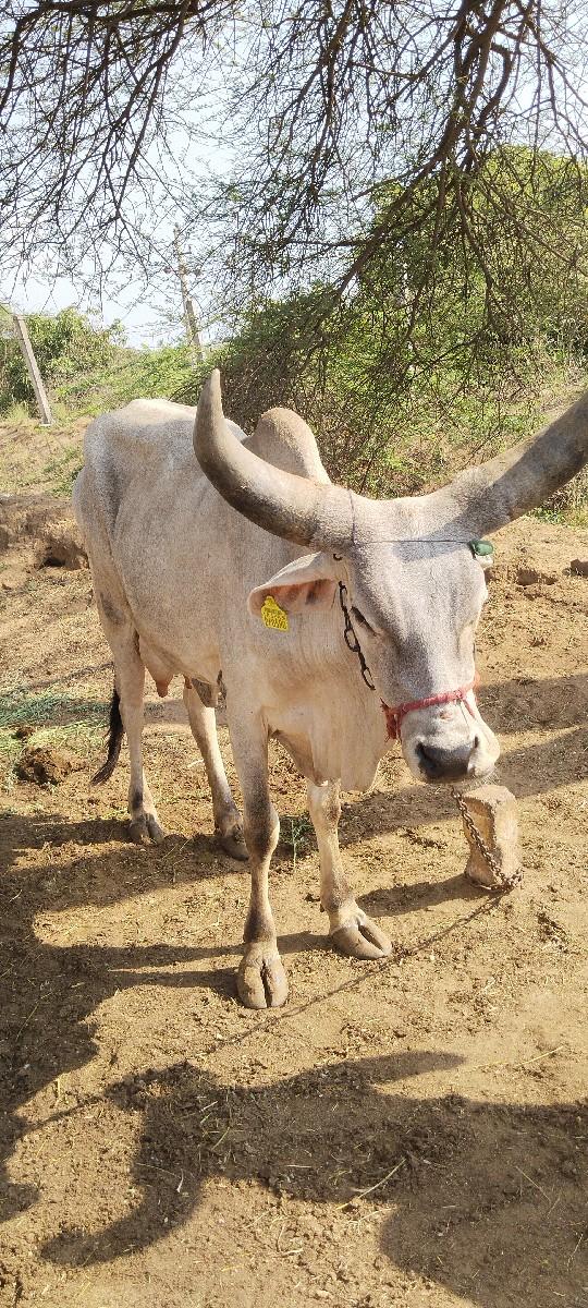 थंबनेल 2