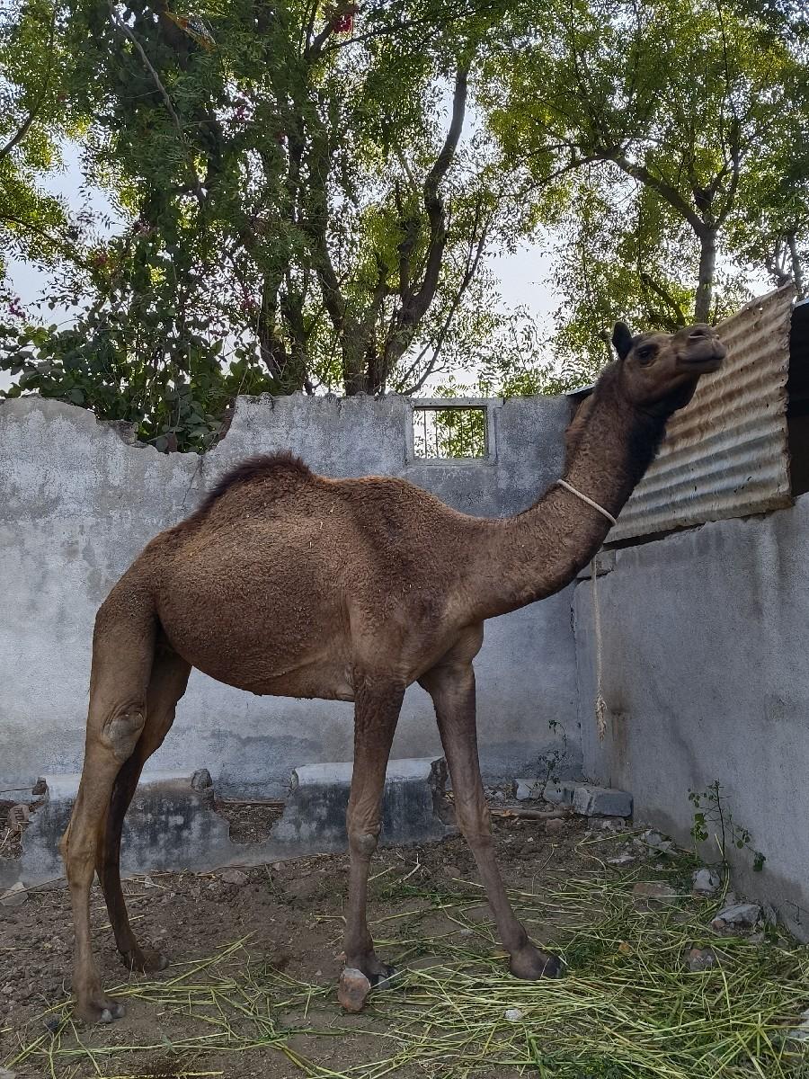 થંબનેલ 3