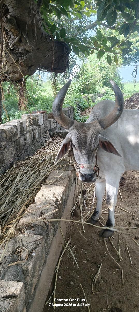 બળદ વેચવાનો છે ઓરિજનલ વઢિયારો
