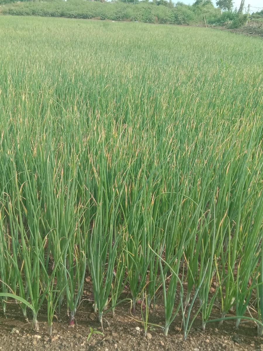 ડુંગળી નો રોપ