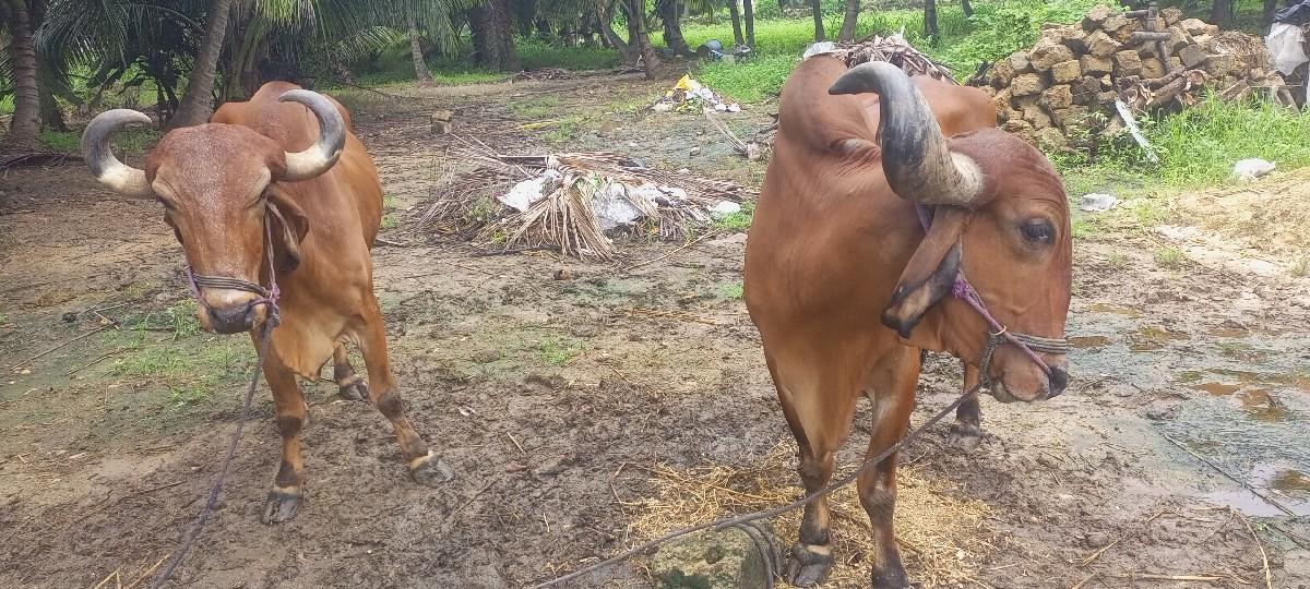 બળદ વેચવાના છે