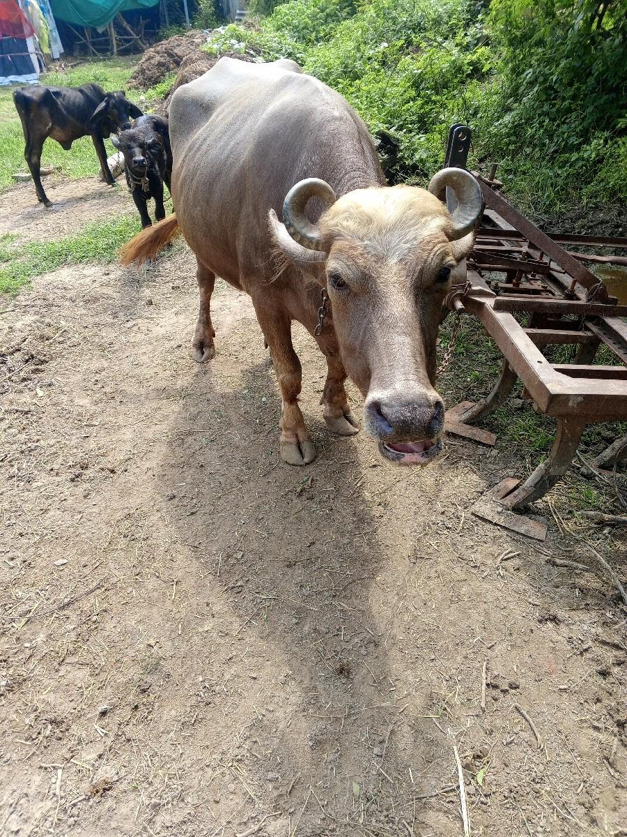 થંબનેલ 3