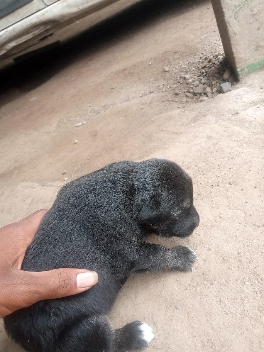 જર્મન શેફર્ડ કુતરી ગલુડીયુ