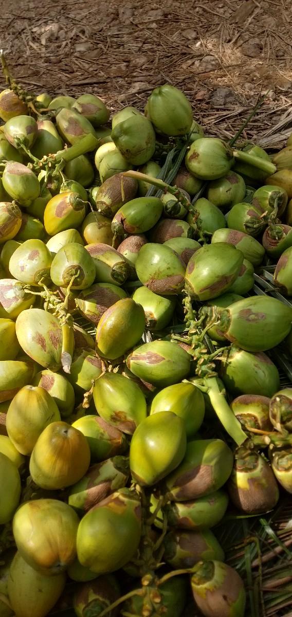 નાળિયેર