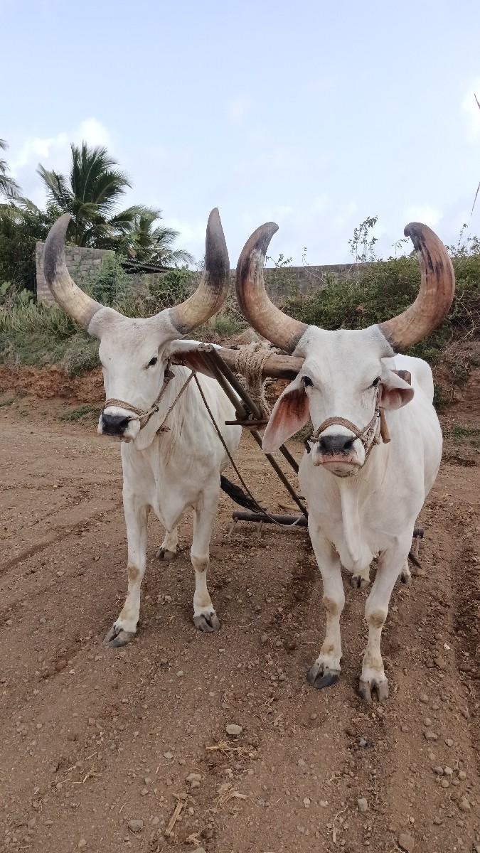 બિજિધંરાનાબળદવેશવાનાશે
