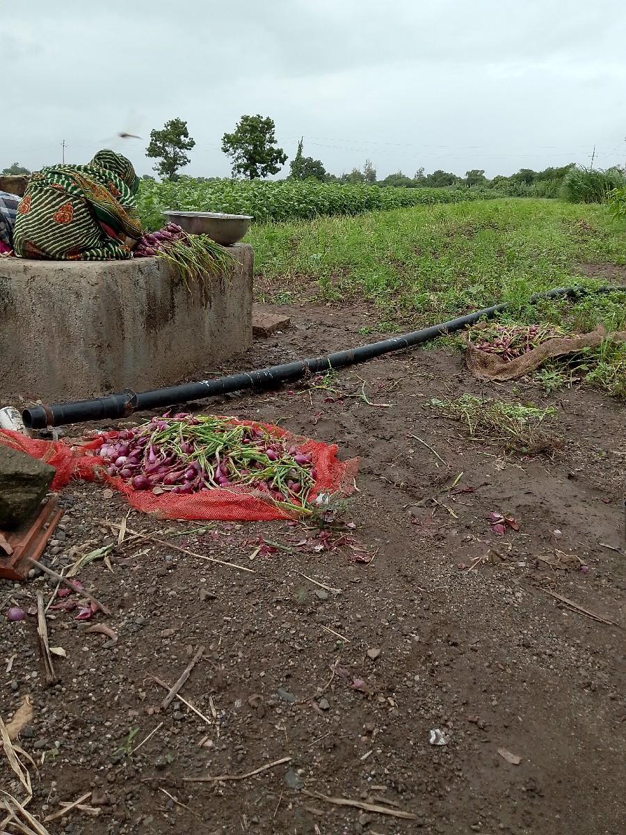 લિલી ડુંગળી વેચવાની છે