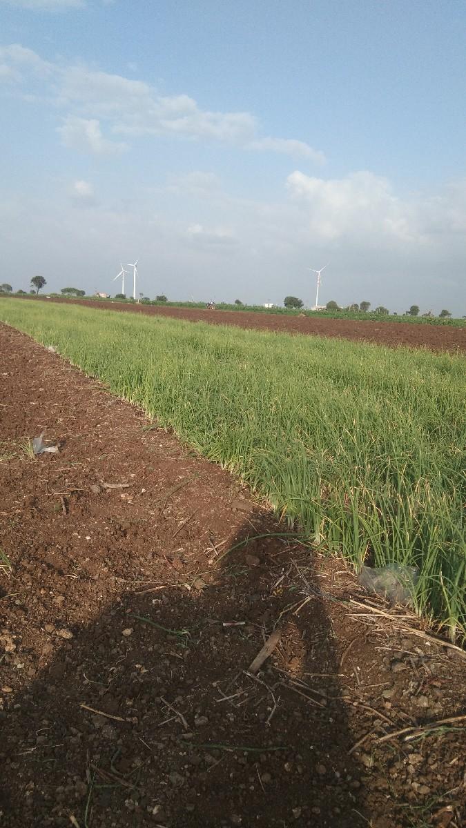 ડુંગળીનો રોગ