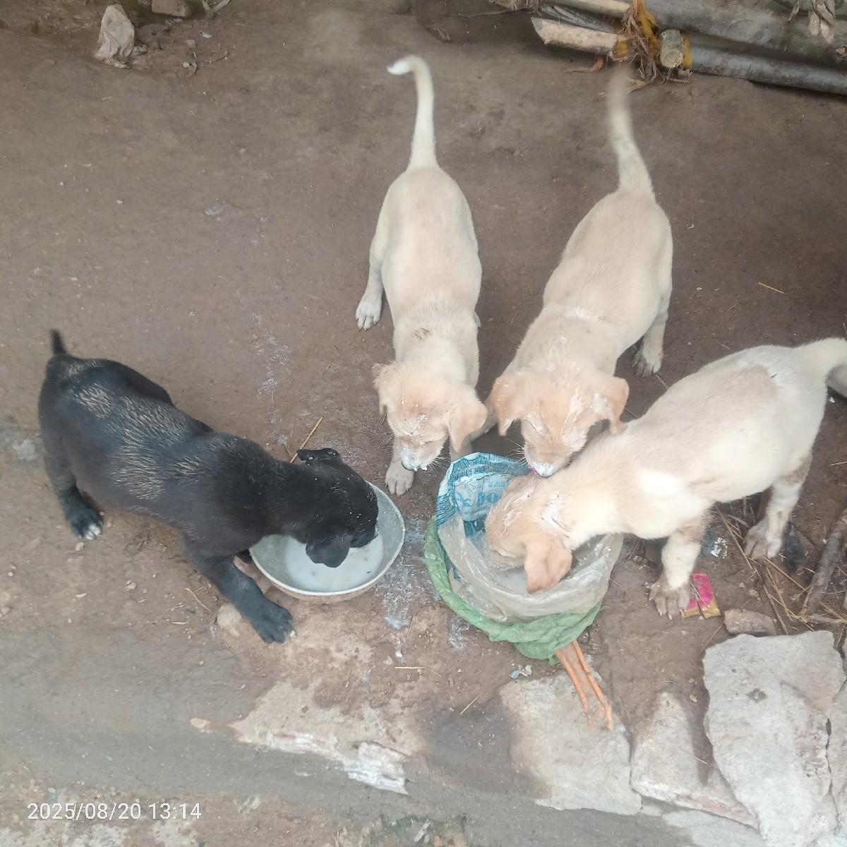 lebra pappy vechava na che