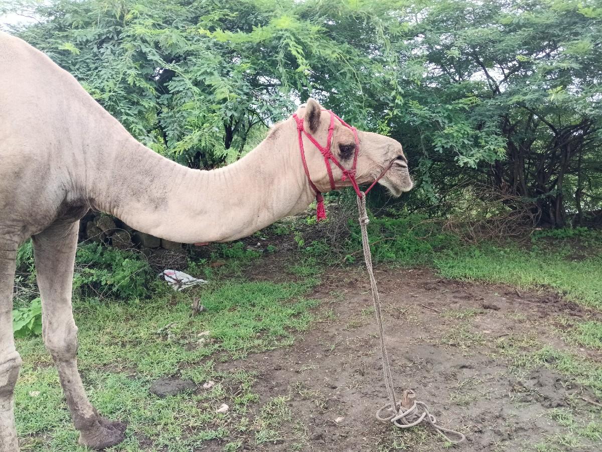 થંબનેલ 2