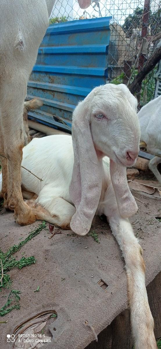 ગુલાબિ છામદિ વલિ બકરિવેછ્વવાનિ