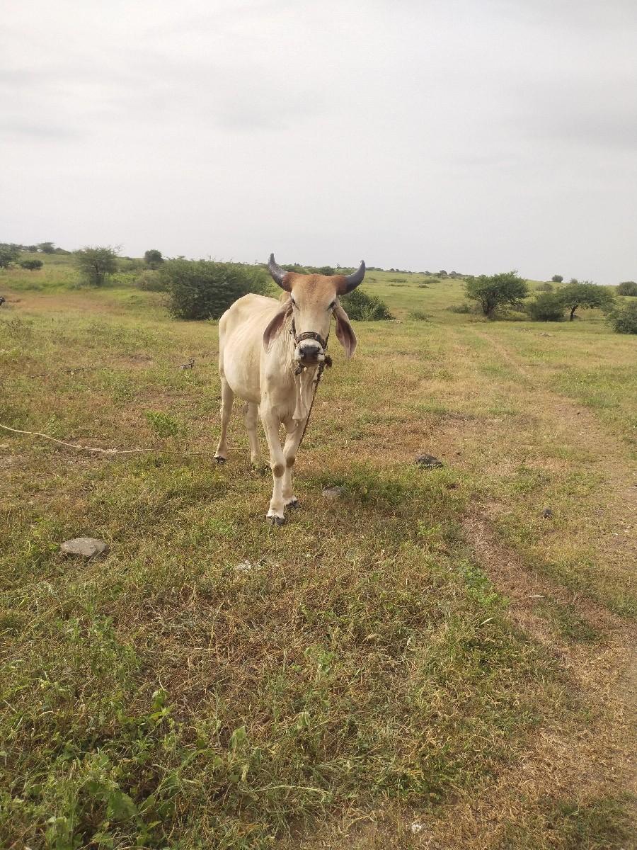 છ દાતેછે ગોઘલો છે