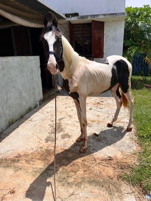 થંબનેલ 3