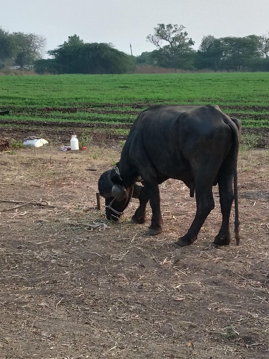 8વીધા જમીન   છે