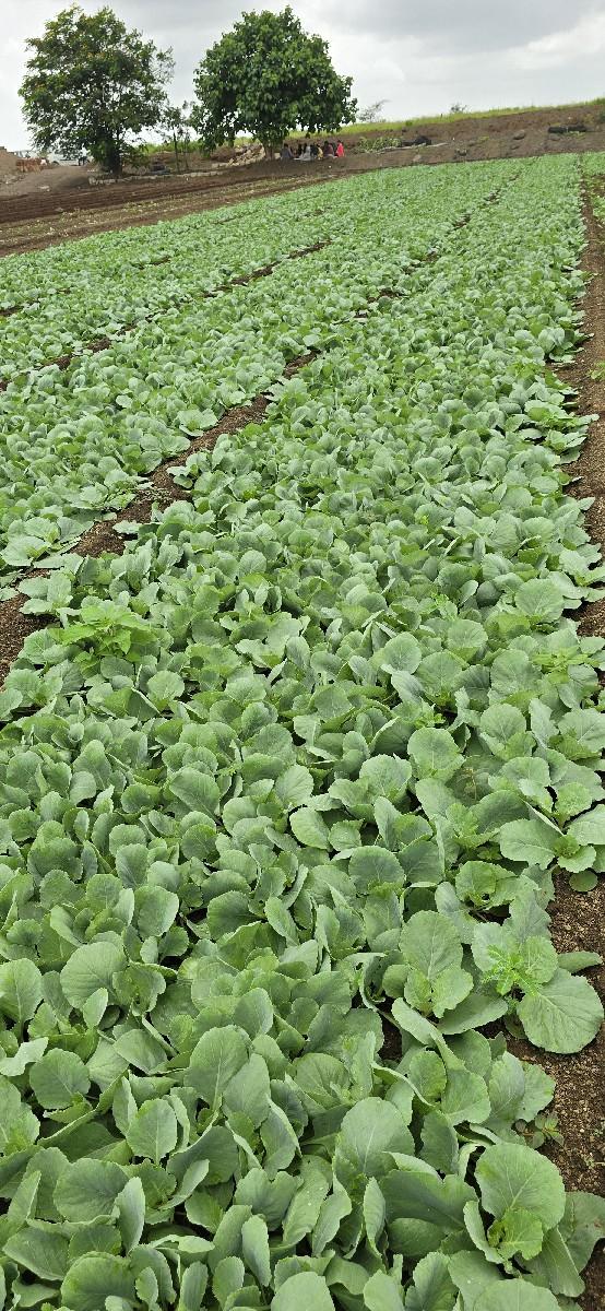 કોબી નો રોપ