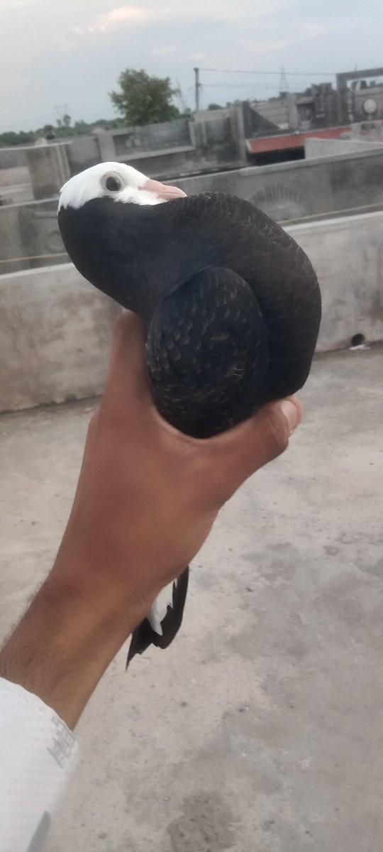 ૧૩ ૧૪ કબૂતર વેચવાના છે