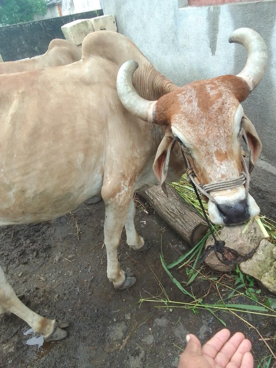 ગોઢલા વેચવાના છે