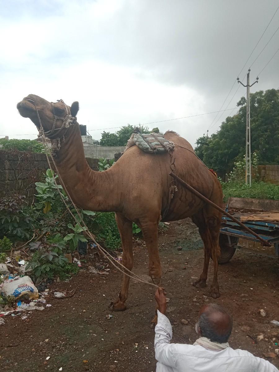 થંબનેલ 2