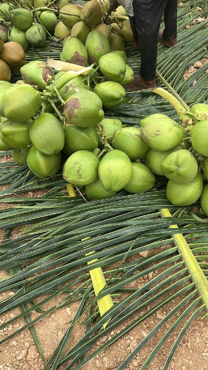 થંબનેલ 3