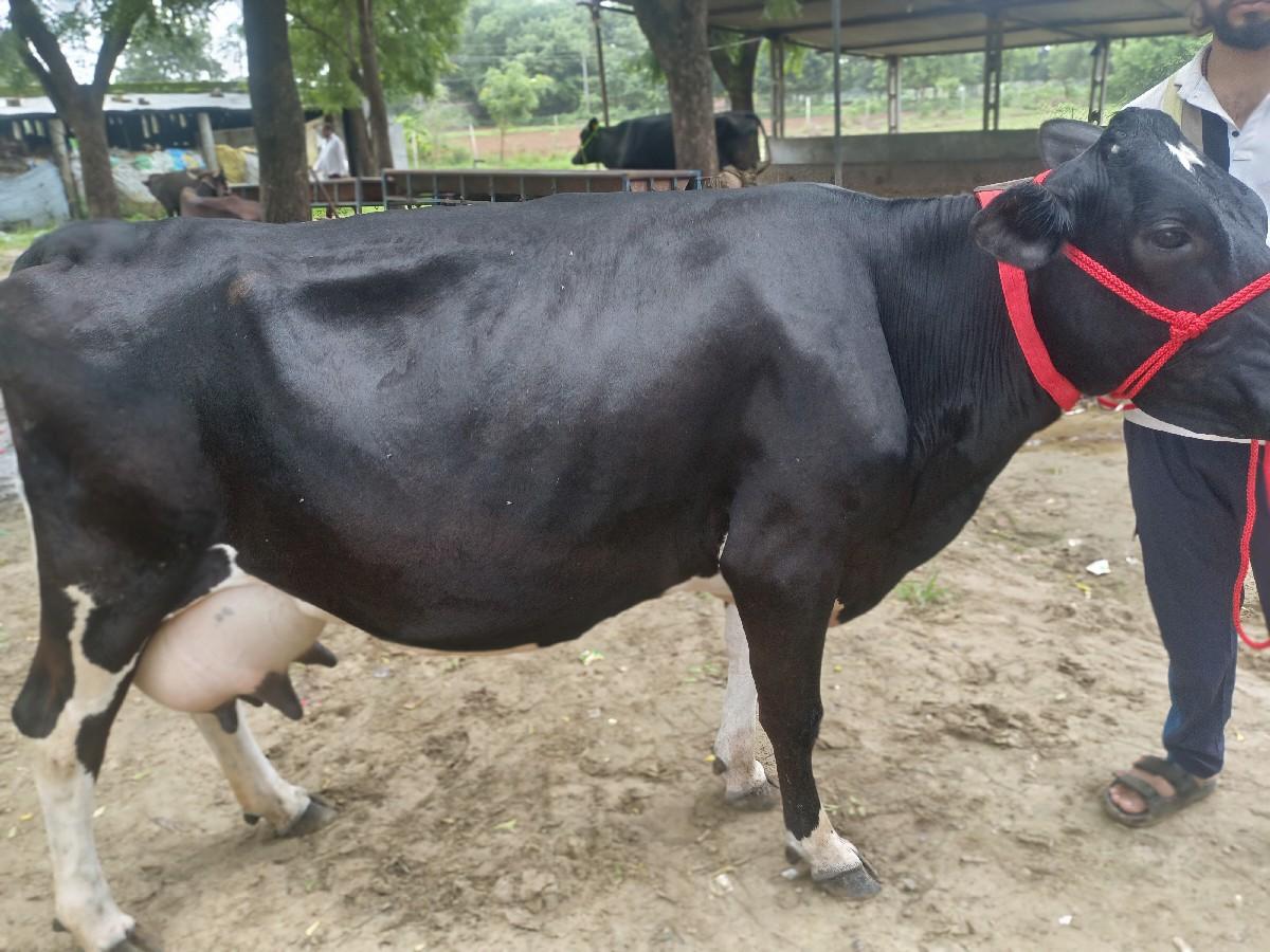 थंबनेल 2