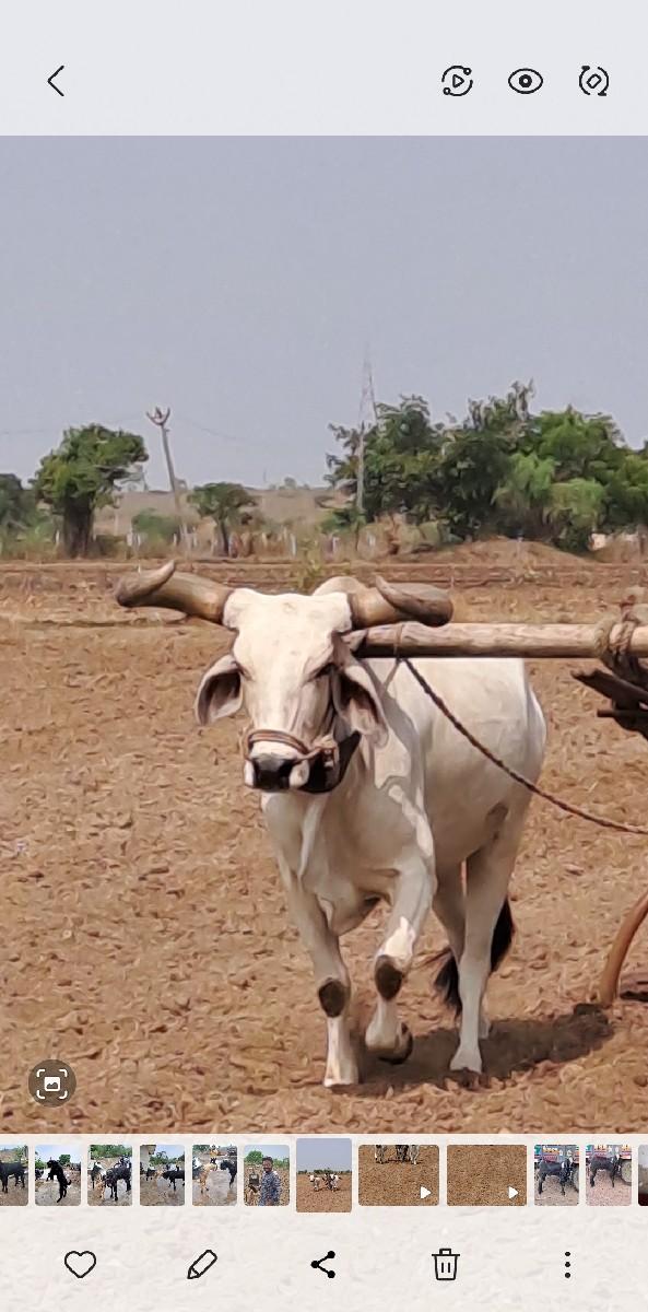 बडद देवानो छे साटामा खडेली हाले