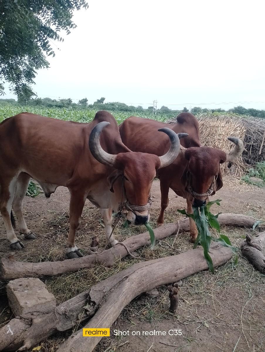 થંબનેલ 2