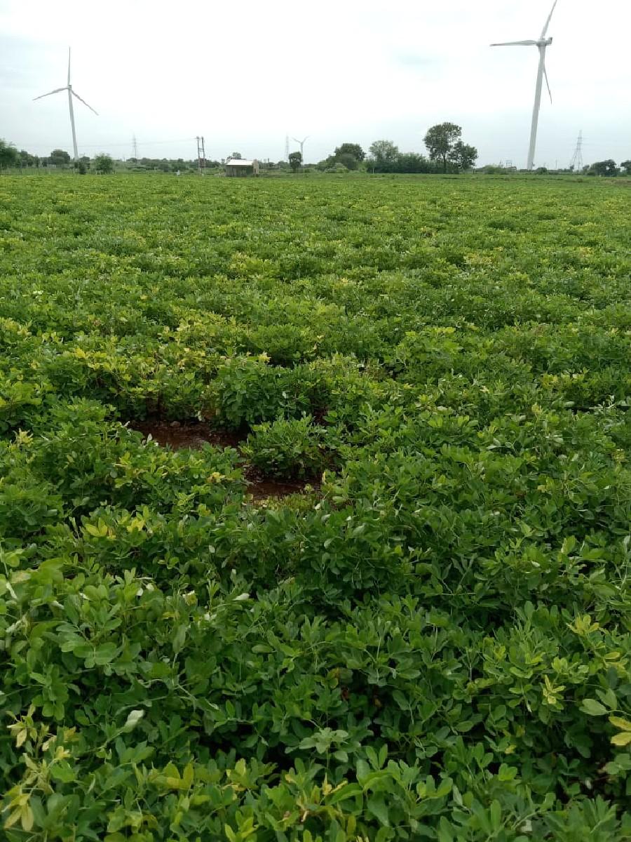 39 નંબર ની માંડવી‌ ઓળો માં આપવાની