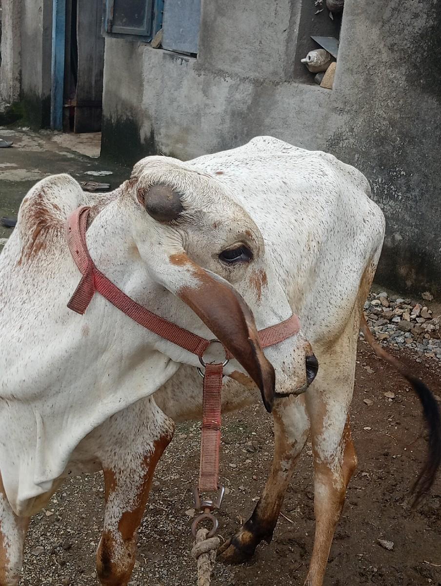 હોળકી વેચવાની છે