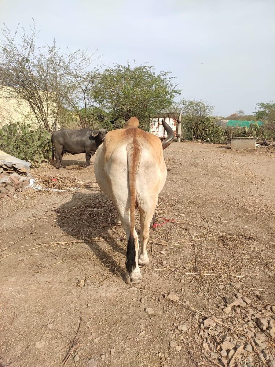 થંબનેલ 3