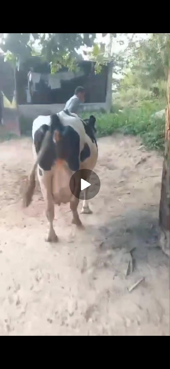 વેચવાની