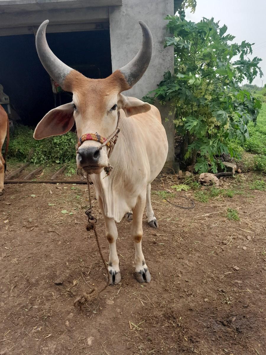 આ ગોઢલા વેશવાના છે