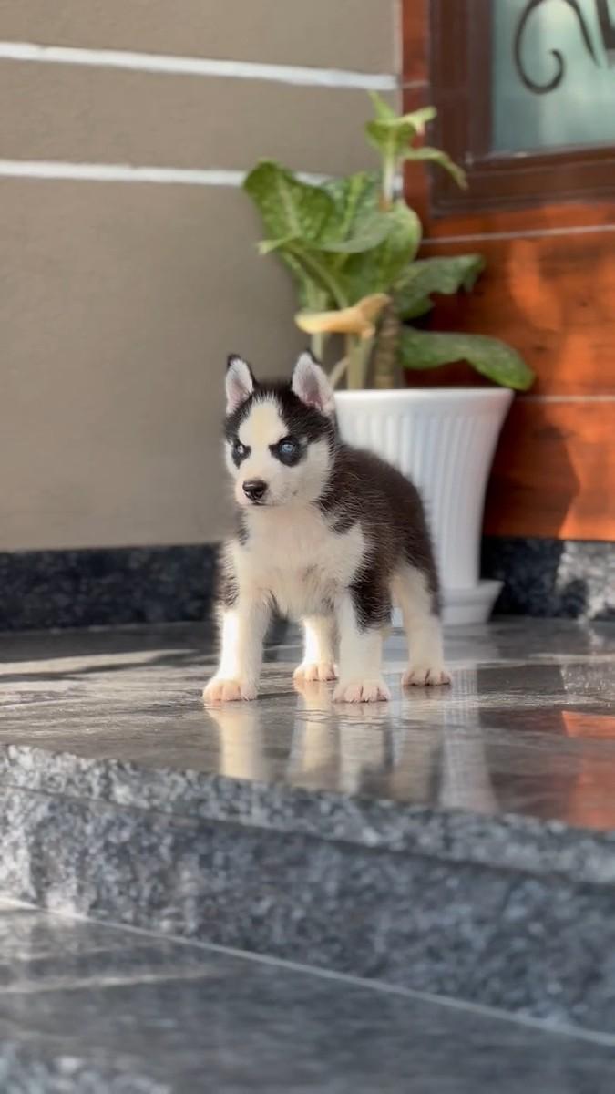 haski female blue eyes