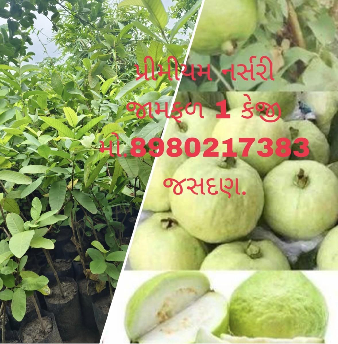 ટોટલ બાગાયતી રોપા કલમી ખાતરી પૂર્વ