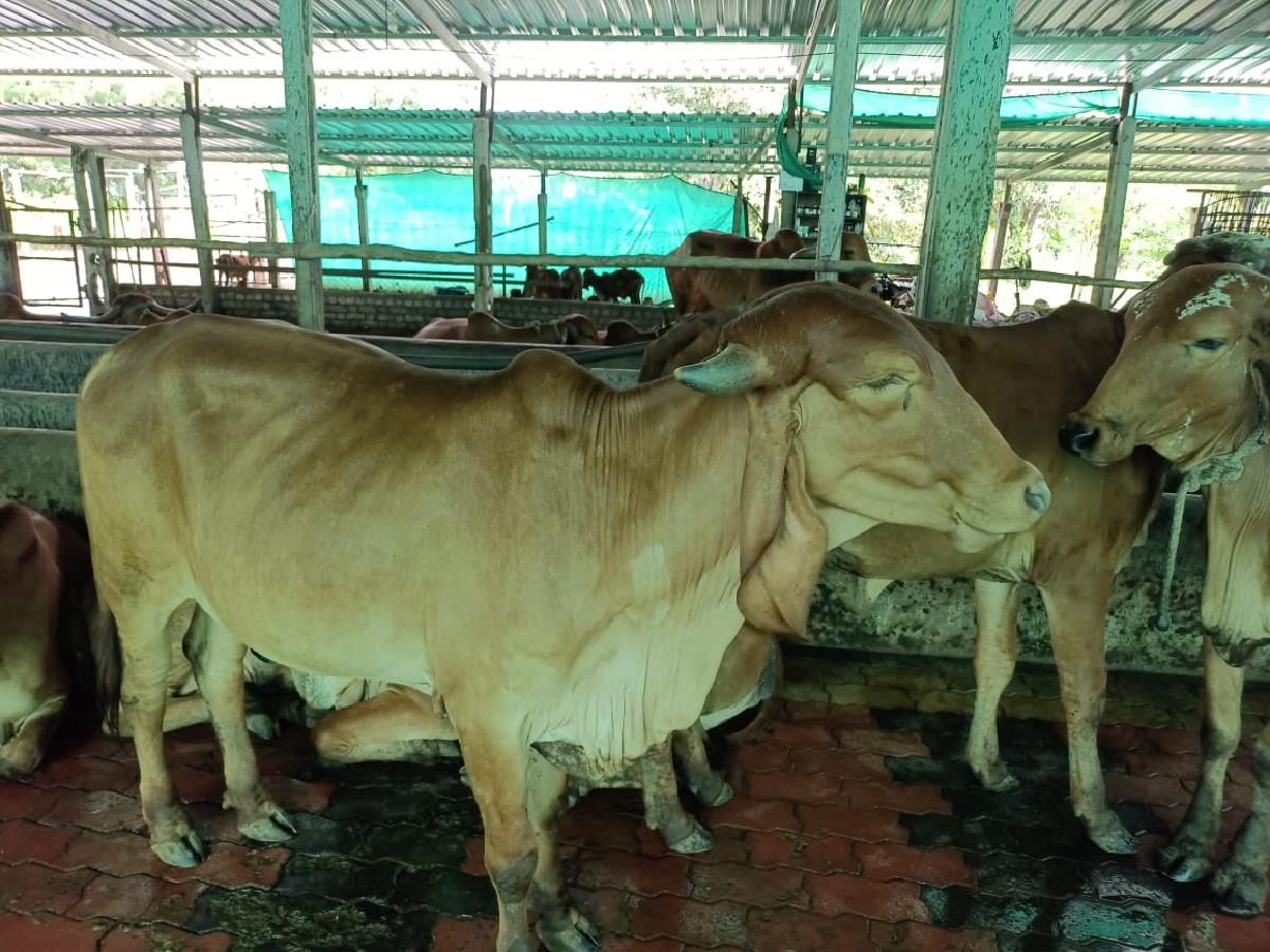 બંને વાછડી વેચવા ની છે.