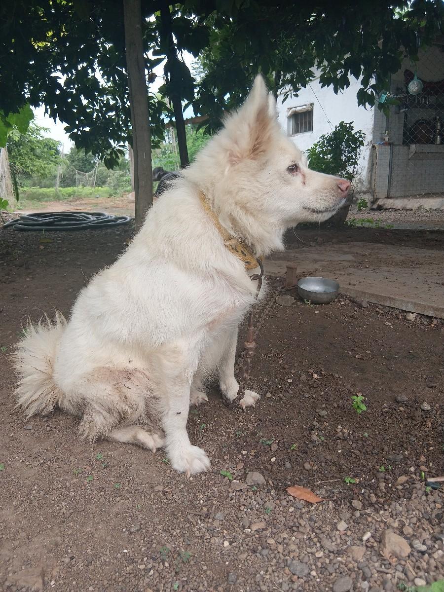 કૂતરો વેચવાનો છે