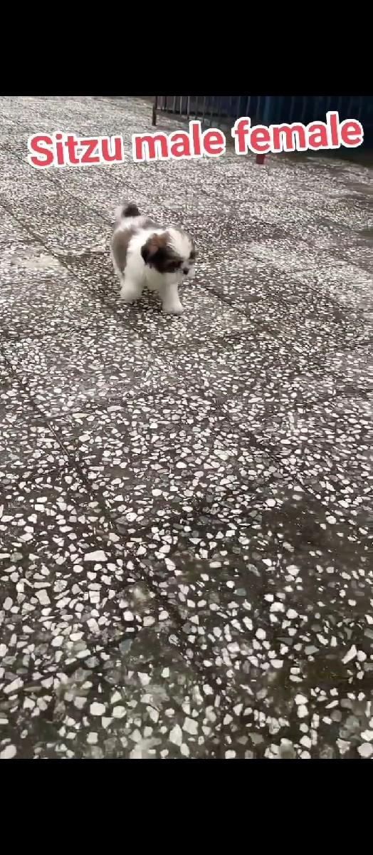 થંબનેલ 3