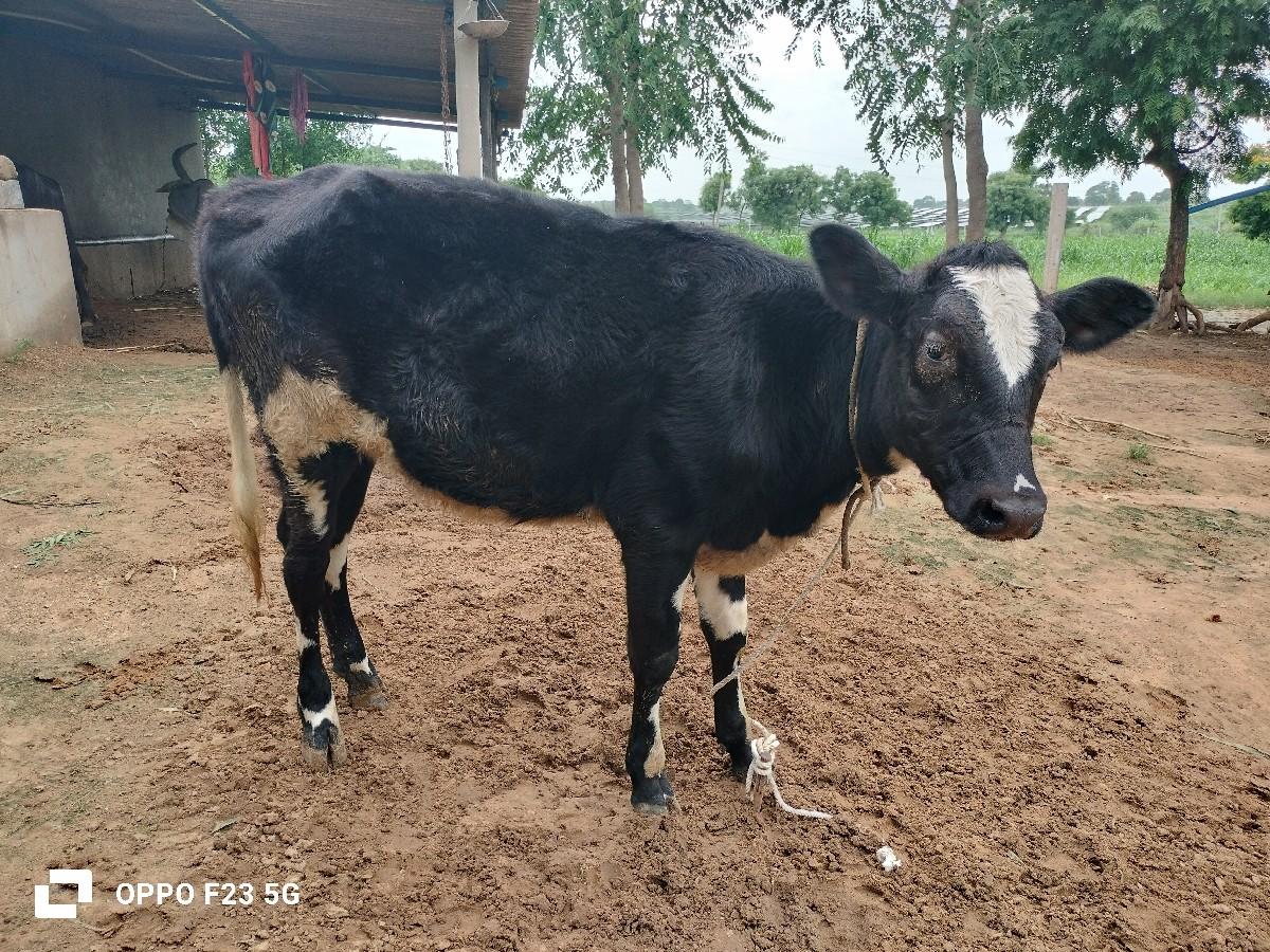 આ વાછરડી વેચવાની છે