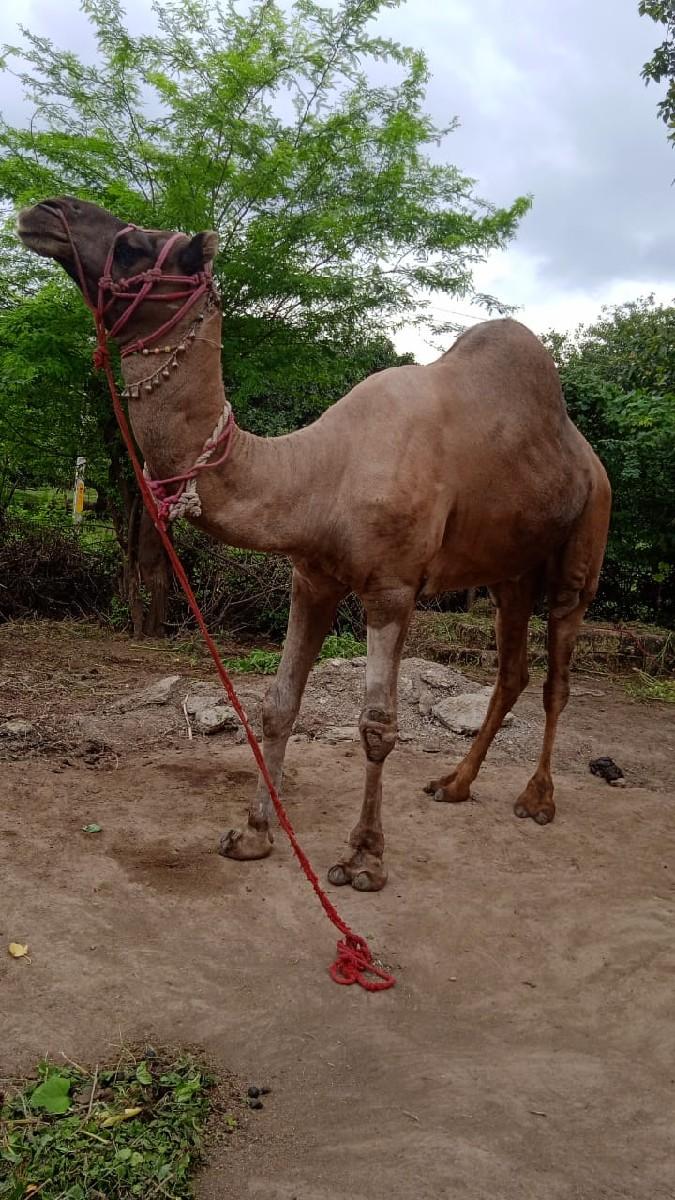ઊંટ વેચવા નો છે