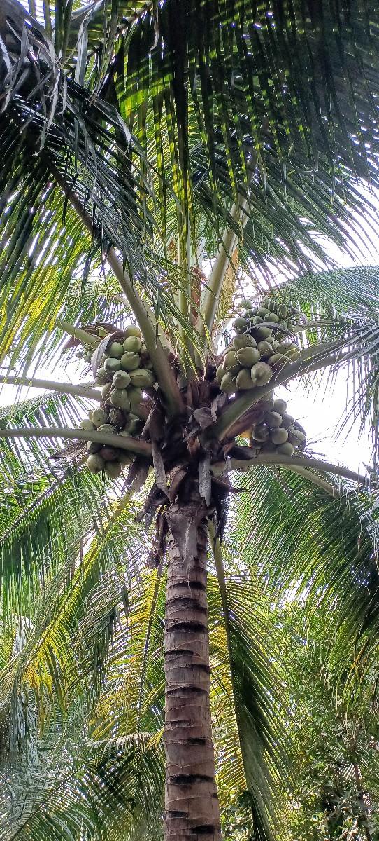 थंबनेल 6