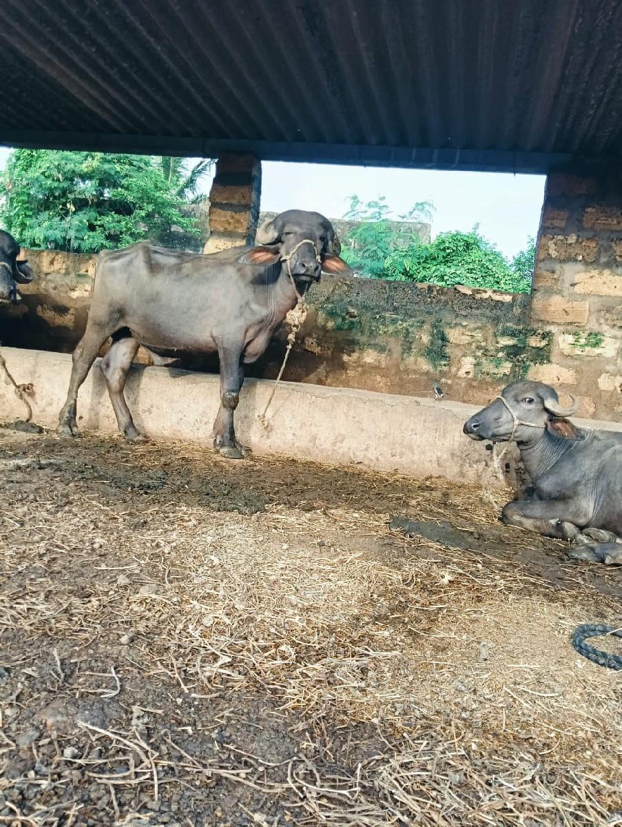 थंबनेल 3