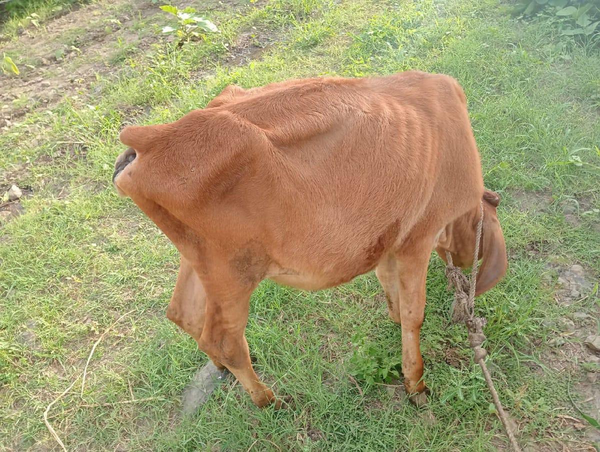 વાશડી વેચવા ની છે