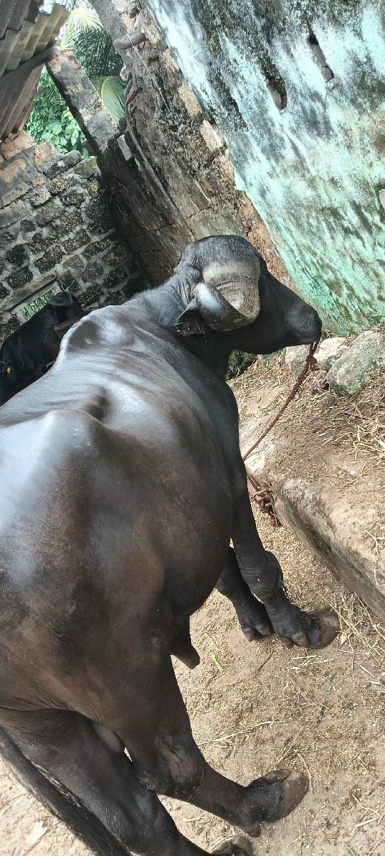 थंबनेल 2