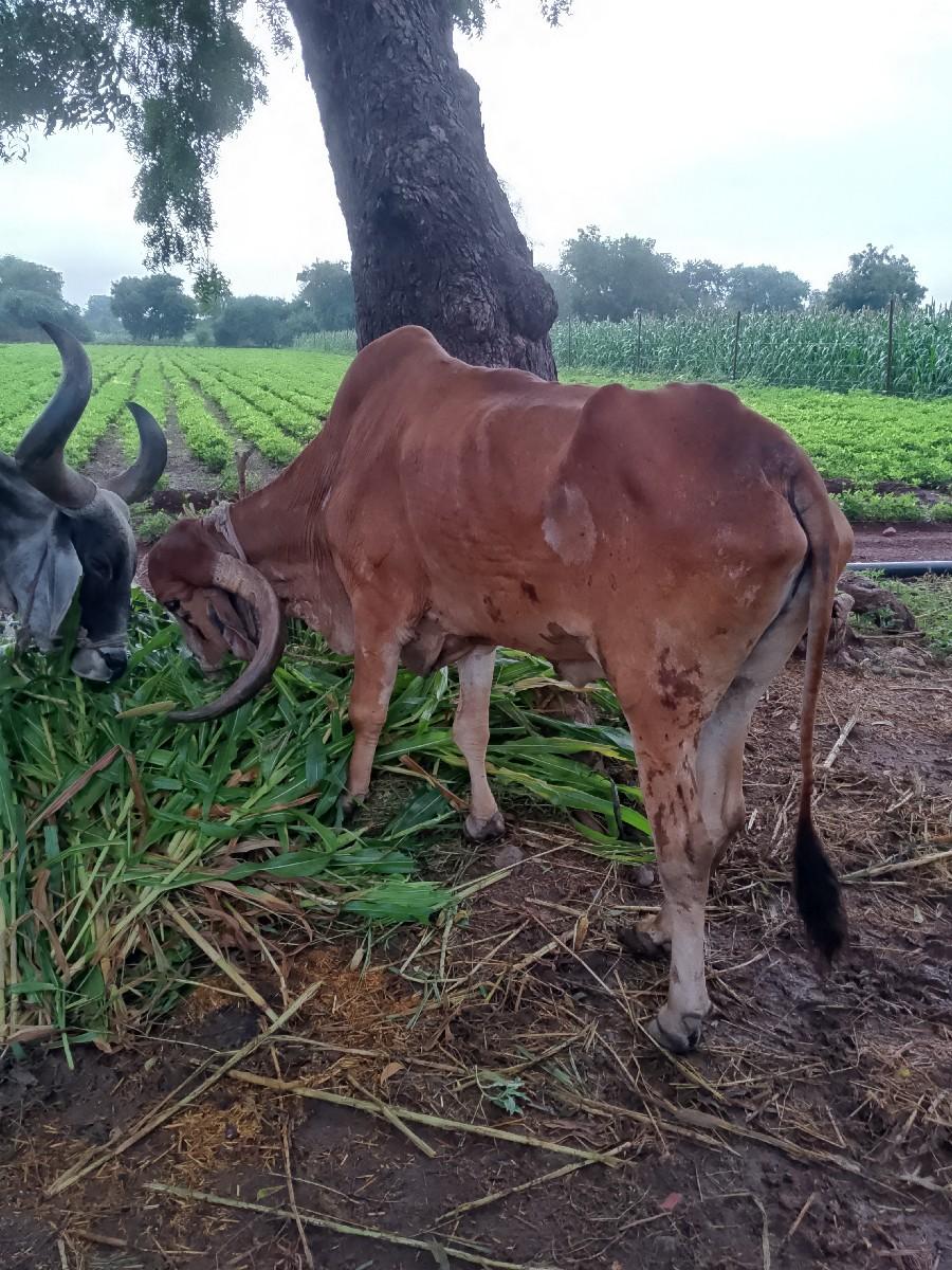 થંબનેલ 3