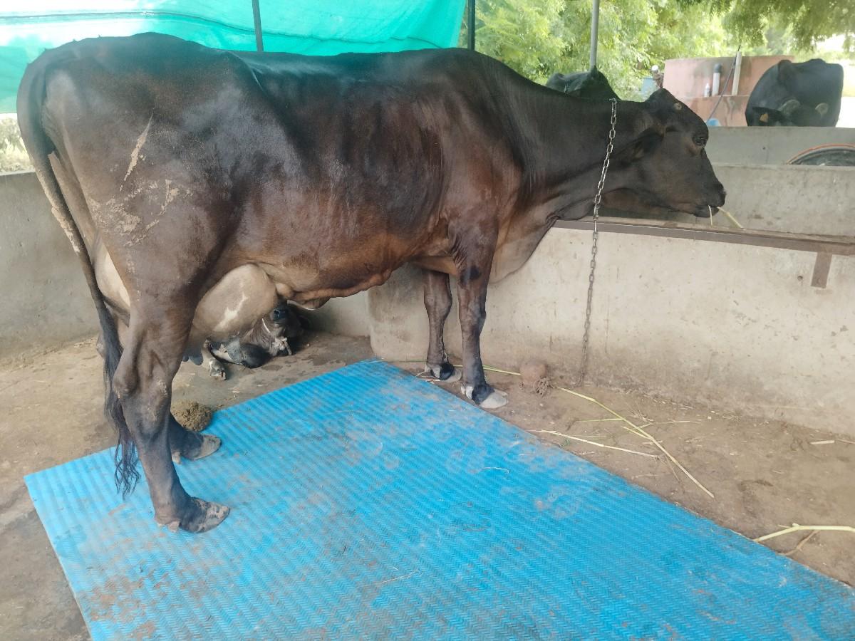 જરસી ગાય વેચવાની છે 8 આઠ