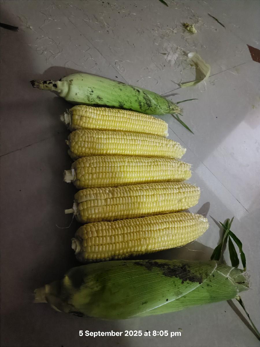 અમેરિકન મકાઈ