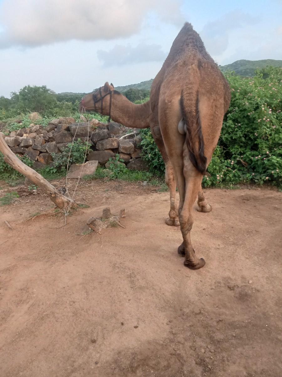 થંબનેલ 3