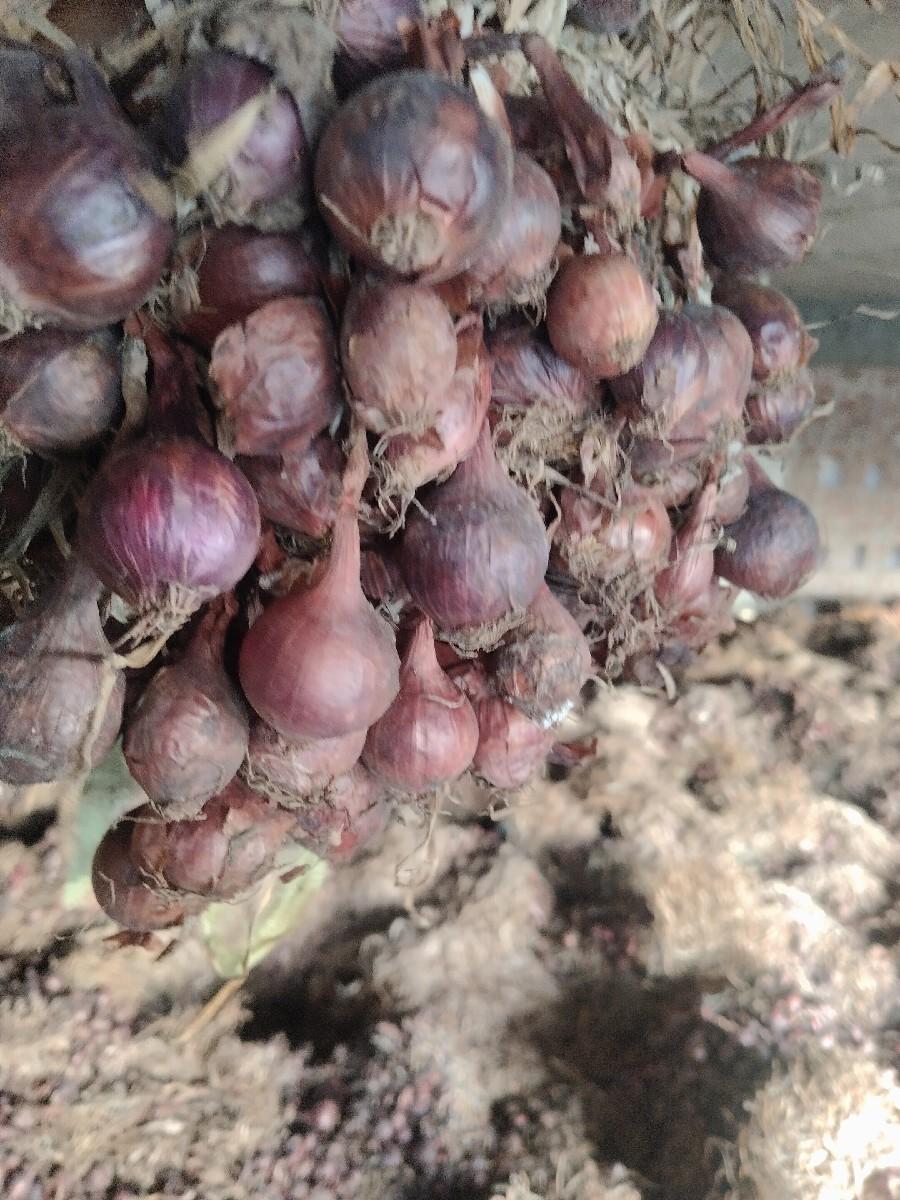 કળી વેચવા ની છે