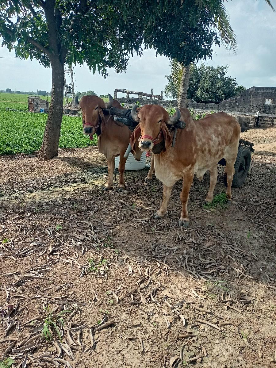 ગોઢલા વેચવાના છે