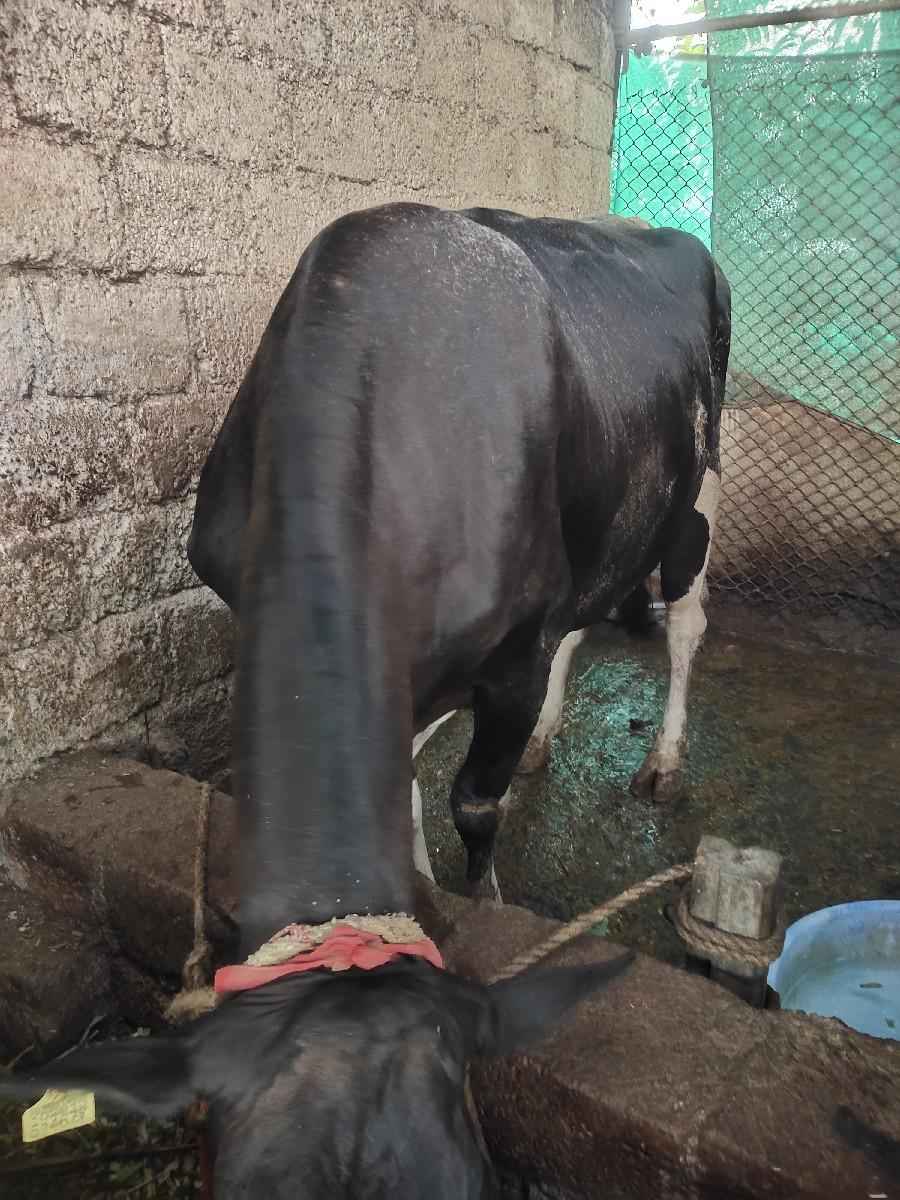 थंबनेल 3