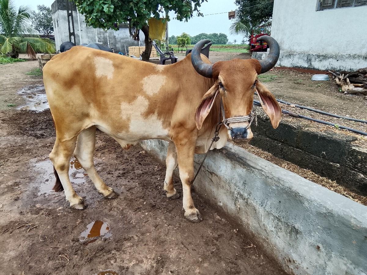 બળદ વેચવાનો છે